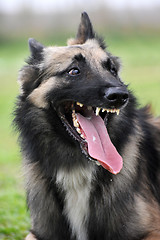 Image showing aggressive belgian shepherd tervueren 