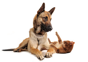 Image showing malinois and ginger cat