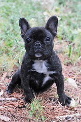 Image showing puppy french bulldog 