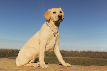 Image showing puppy labrador retriever