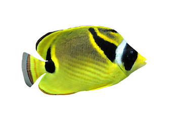 Image showing raccoon butterflyfish (chaetodon lunula)