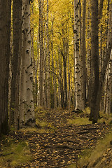 Image showing nice path in birch forest