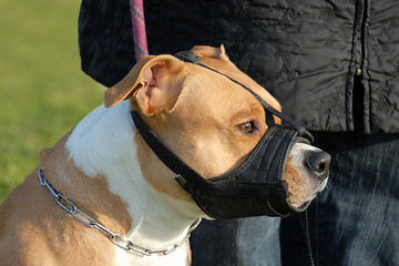 Image showing dog and muzzle