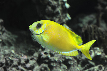 Image showing Coral rabbitfish