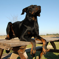 Image showing french shepherd