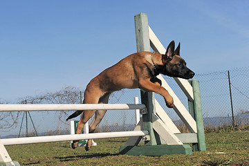 Image showing jumping puppy malinois