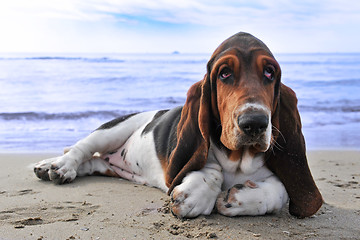 Image showing basset hound on a beach