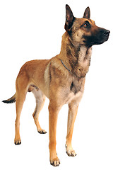 Image showing malinois