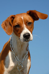 Image showing young brittany spaniel