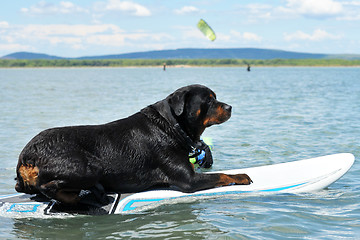 Image showing rottweiler and windsurf