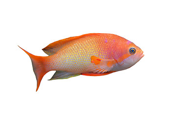 Image showing Anthias fish