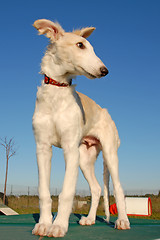 Image showing Russian Borzoi dog