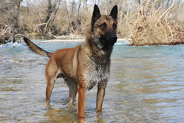 Image showing malinois in river