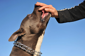 Image showing feeding his pitbull