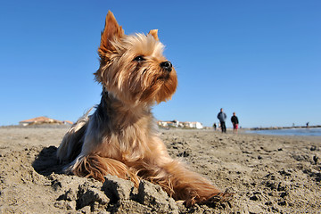 Image showing yorkshire terrier on the beach