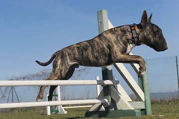 Image showing jumping bull terrier