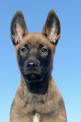 Image showing puppy malinois