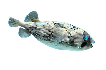 Image showing Slender-spined porcupine fish