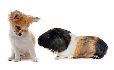 Image showing puppy chihuahua and Guinea pig