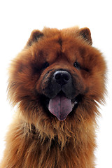 Image showing chow-chow