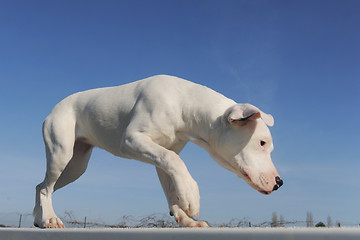 Image showing puppy dogo argentino