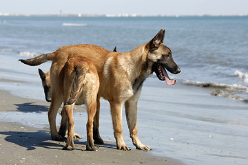 Image showing puppies malinois