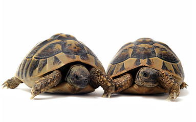 Image showing Tortoises