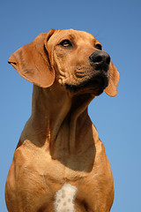 Image showing rhodesian ridgeback