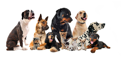 Image showing group of dogs