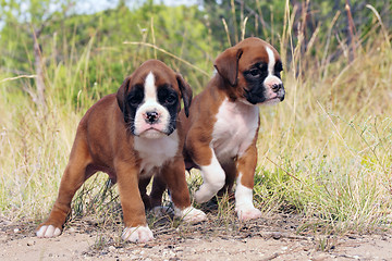 Image showing puppies boxer