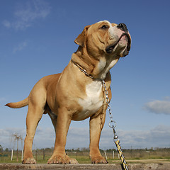 Image showing bulldog