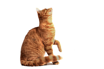 Image showing ginger cat 