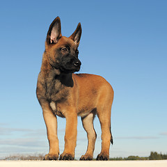 Image showing puppy malinois