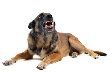 Image showing angry malinois