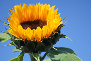 Image showing yellow sunflower