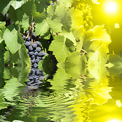 Image showing blue grapes in the sun