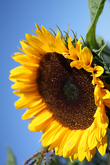 Image showing Close-up of sunflower
