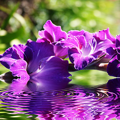 Image showing gladiolus flowers in summer