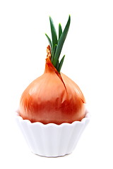 Image showing Sprouted onion in white pots.  