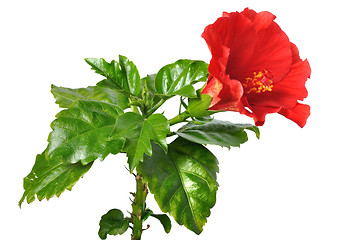 Image showing China Rose