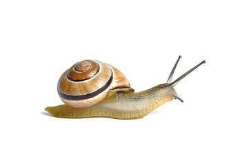 Image showing Snail