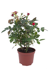Image showing Rose tree in a pot