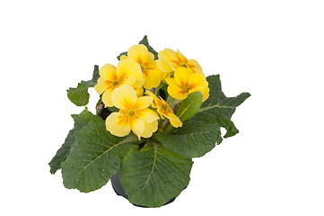 Image showing Yellow Primula Flowers