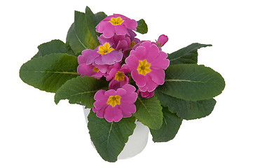 Image showing Pink Primula Flowers (other view)