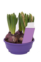 Image showing Hyacinthus bulbous in a pot (with the label price)