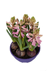 Image showing Bloom Hyacinthus bulbous in a pot (top view)