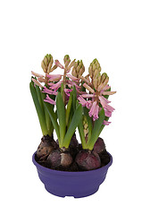 Image showing Bloom Hyacinthus bulbous in a pot (front view)