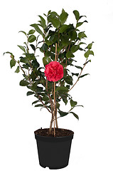 Image showing Camellia japonica tree and Pink Flower