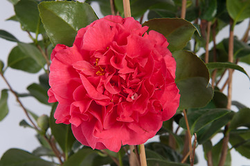 Image showing Camellia Flower