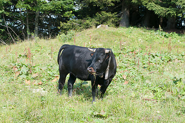 Image showing Black Cow